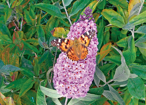 Bild 1 von Buddleja Sommer-Flieder  im 19 cm Topf