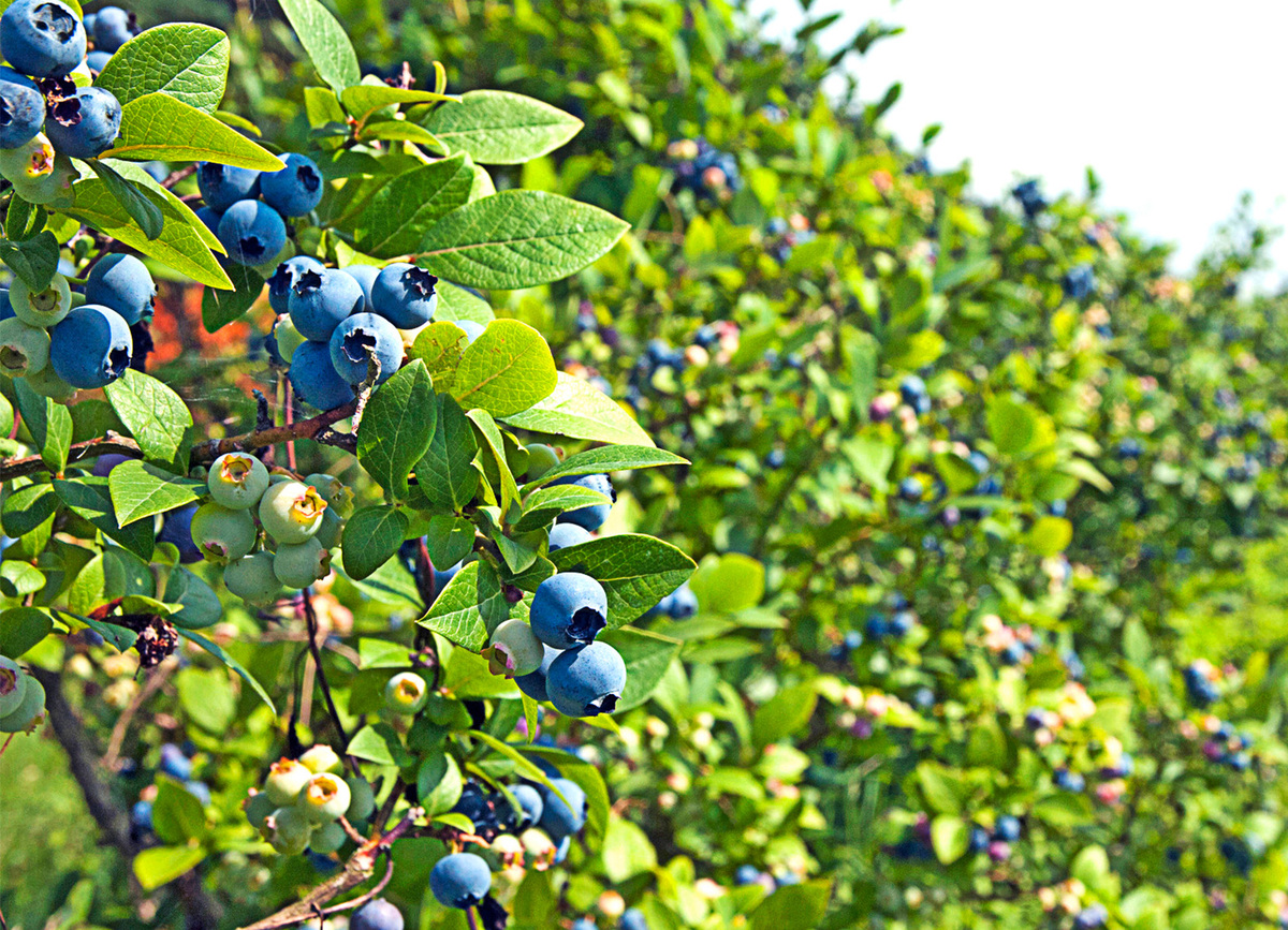 Bild 1 von Heidelbeeren-Pflanze  im 19 cm Topf