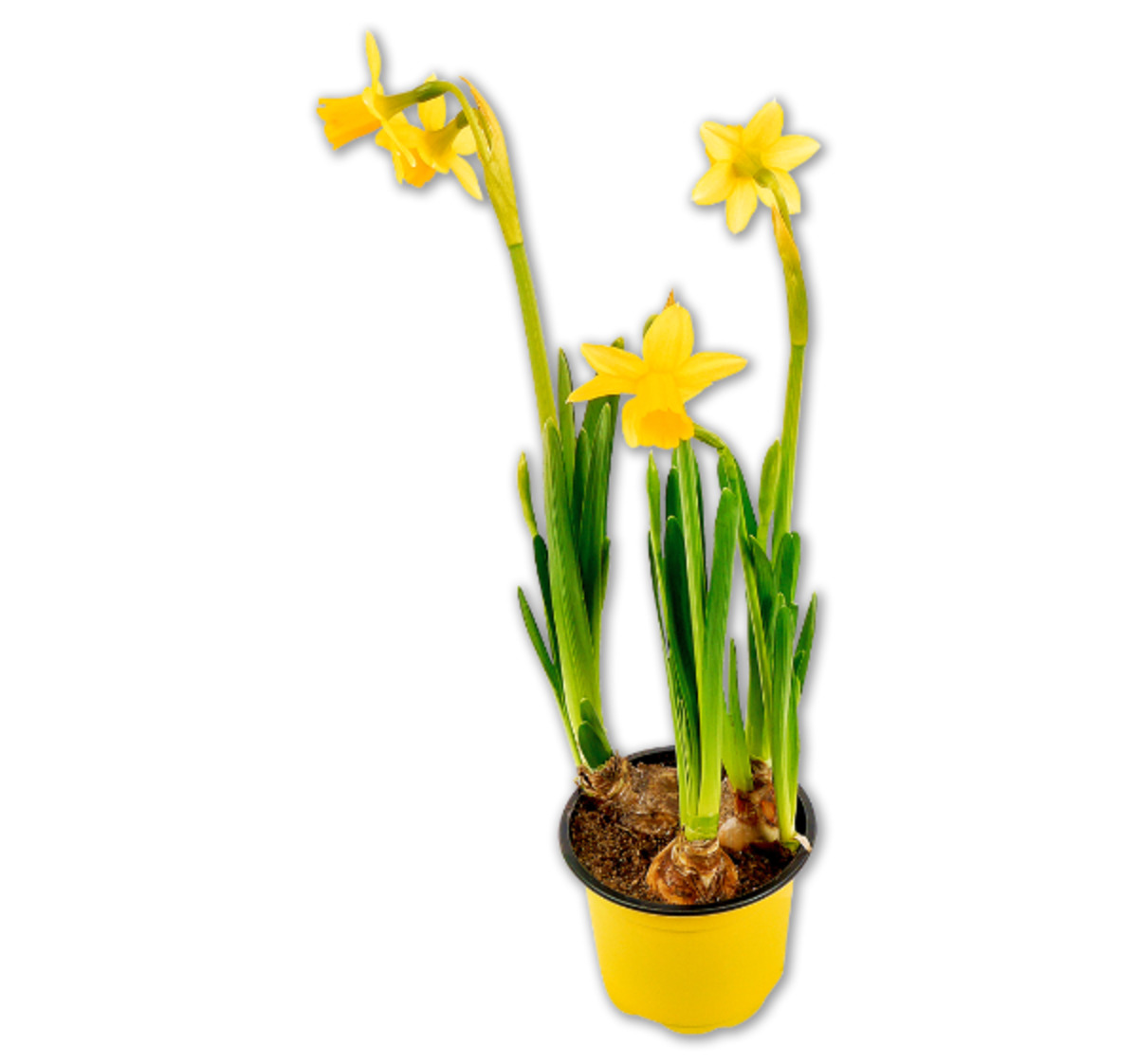 Bild 1 von Narzisse Tête-à-tête*