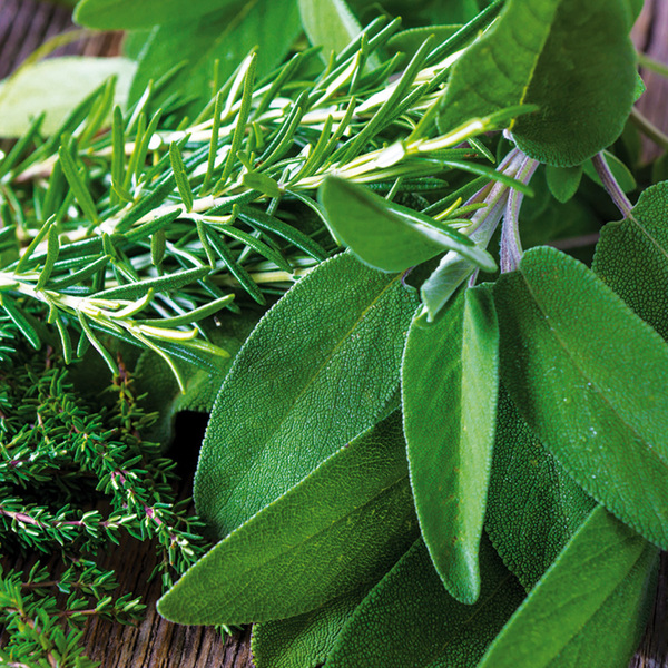 Bild 4 von Gewürzkräuter