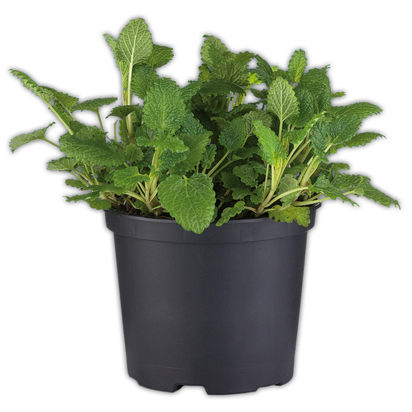 Bild 2 von Gewürzkräuter