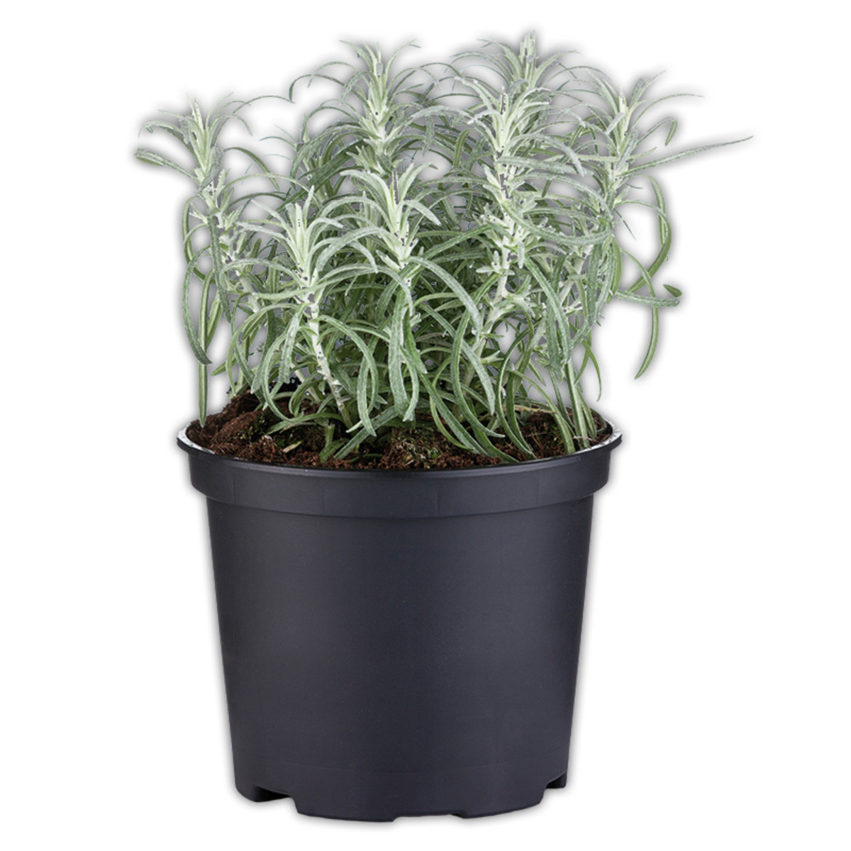 Bild 3 von Gewürzkräuter