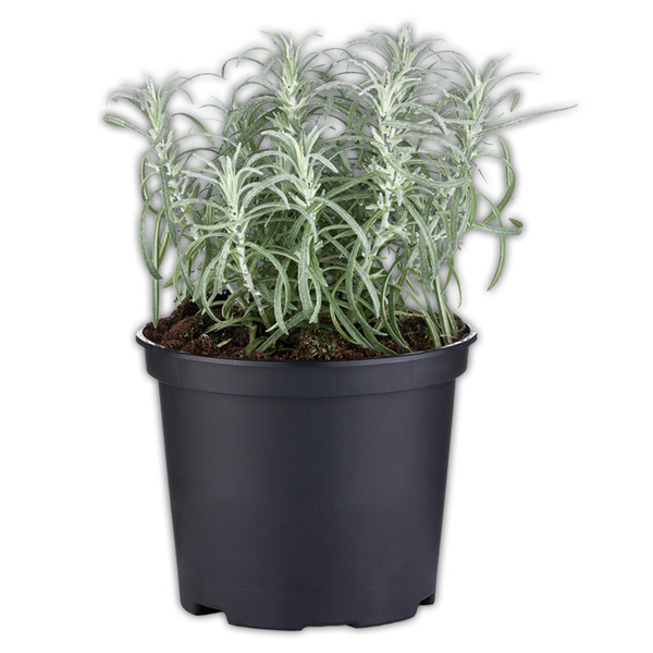 Bild 3 von Gewürzkräuter