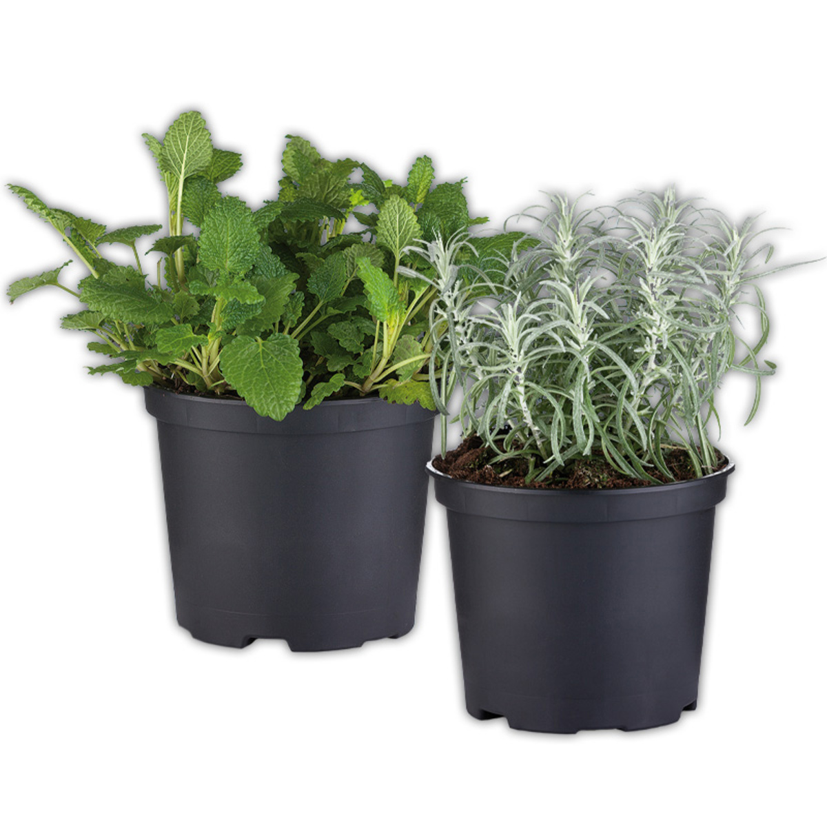 Bild 1 von Gewürzkräuter