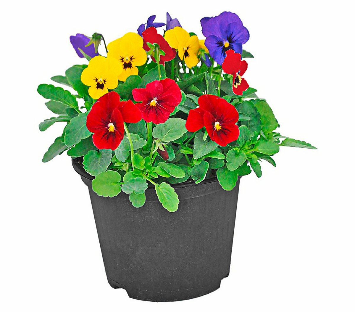 Bild 1 von Viola cornuta Trio 'Beautiful Colours'