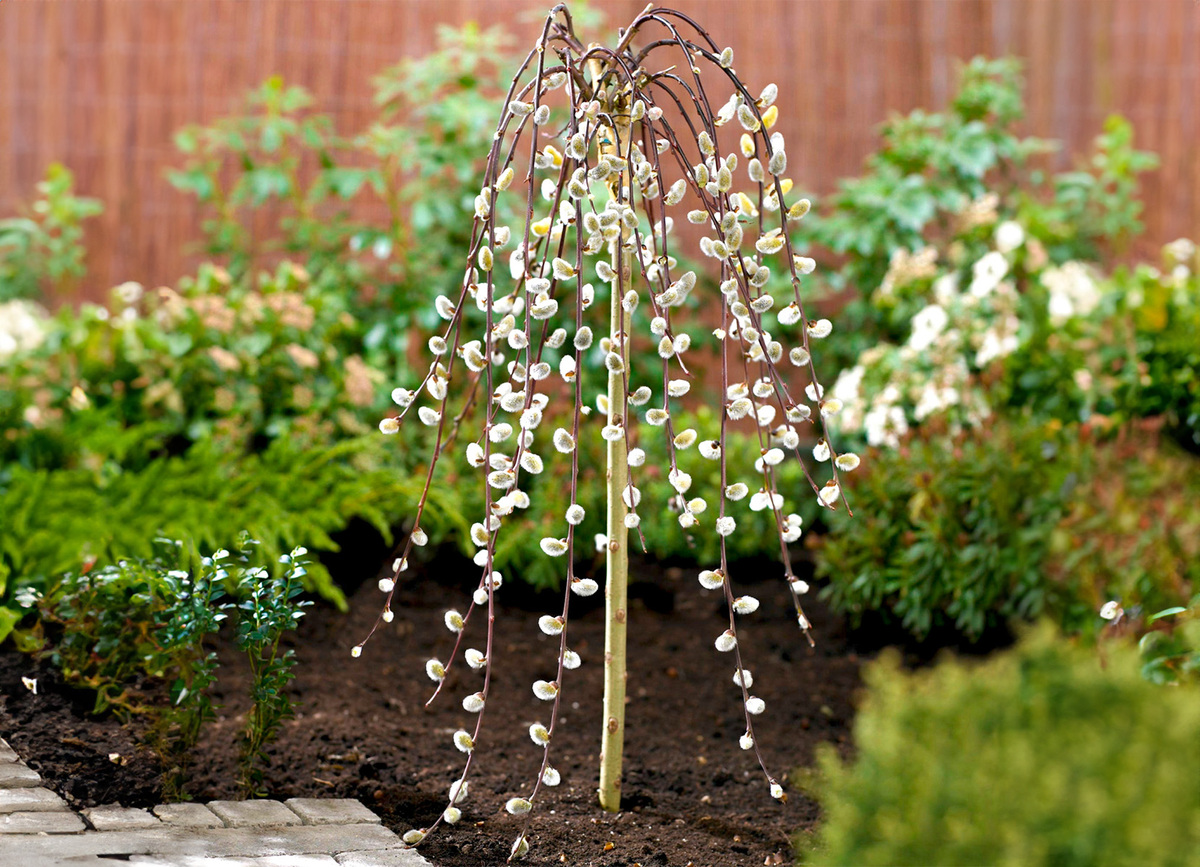 Bild 1 von Hängekätzchenweide im 23 cm Topf