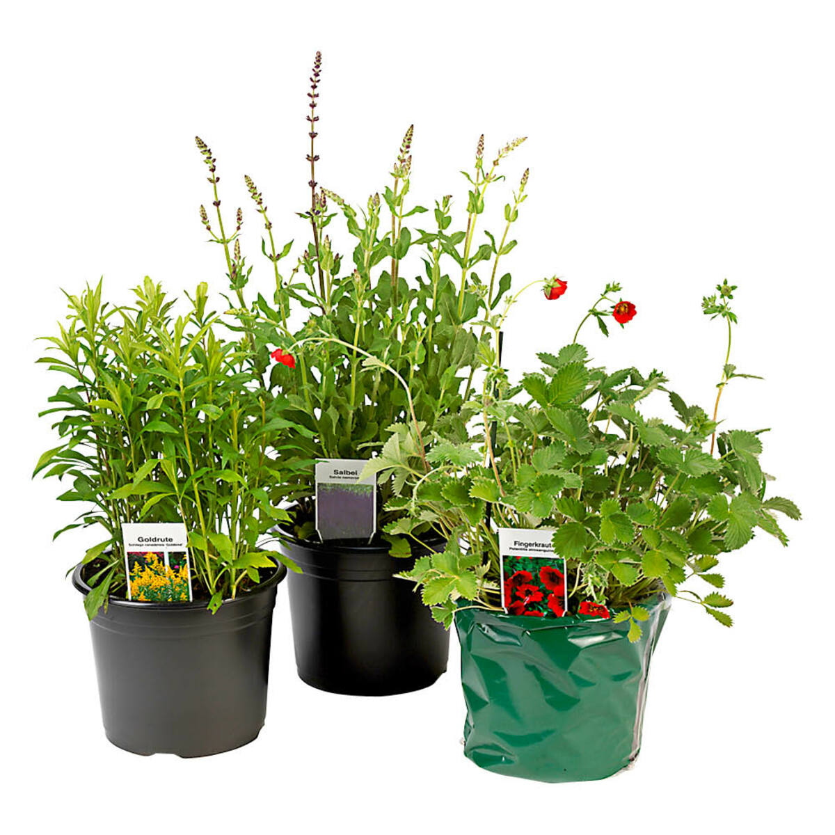 Bild 1 von Blütenstauden im 19 cm Topf