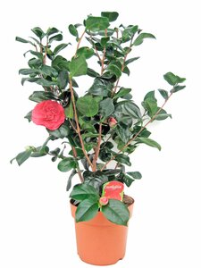 Camellia Japonica im 19 cm Topf