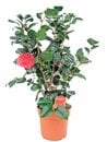 Bild 1 von Camellia Japonica im 19 cm Topf