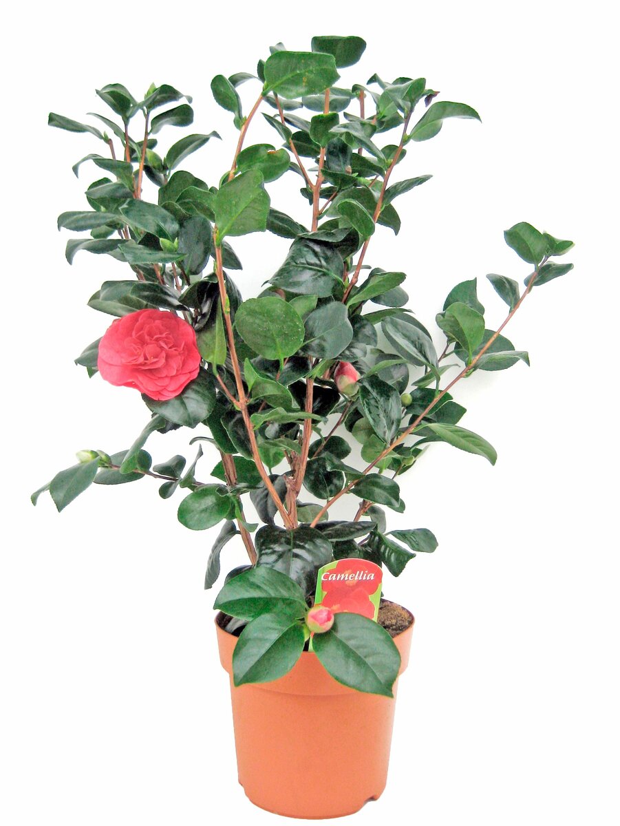Bild 1 von Camellia Japonica im 19 cm Topf