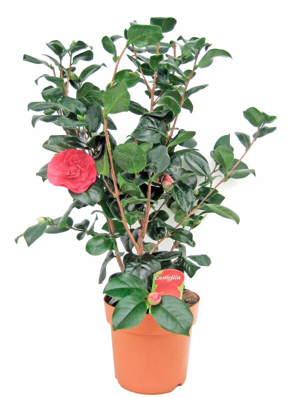 Bild 1 von Camellia Japonica im 19 cm Topf