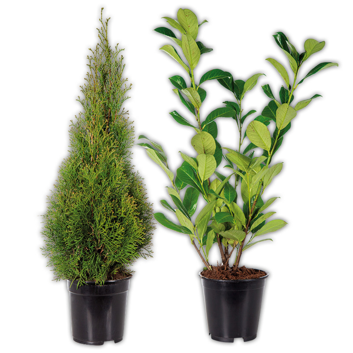 Bild 1 von Heckenpflanzen