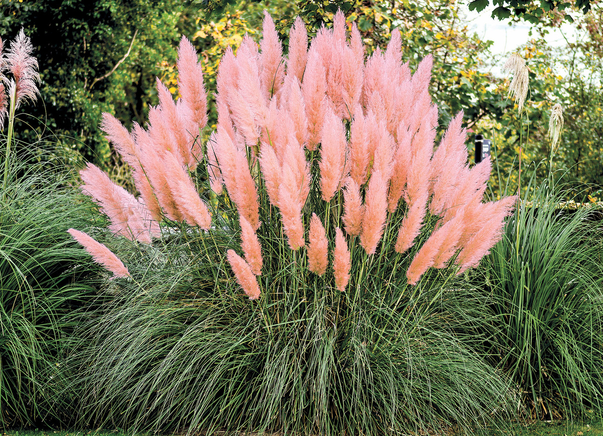 Bild 1 von Pampasgras im 9 cm Topf