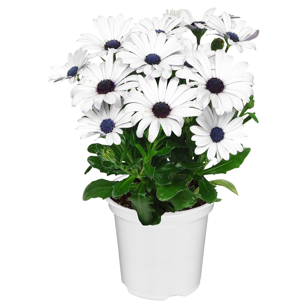 Bild 2 von GARDENLINE Italienischer Blühmix