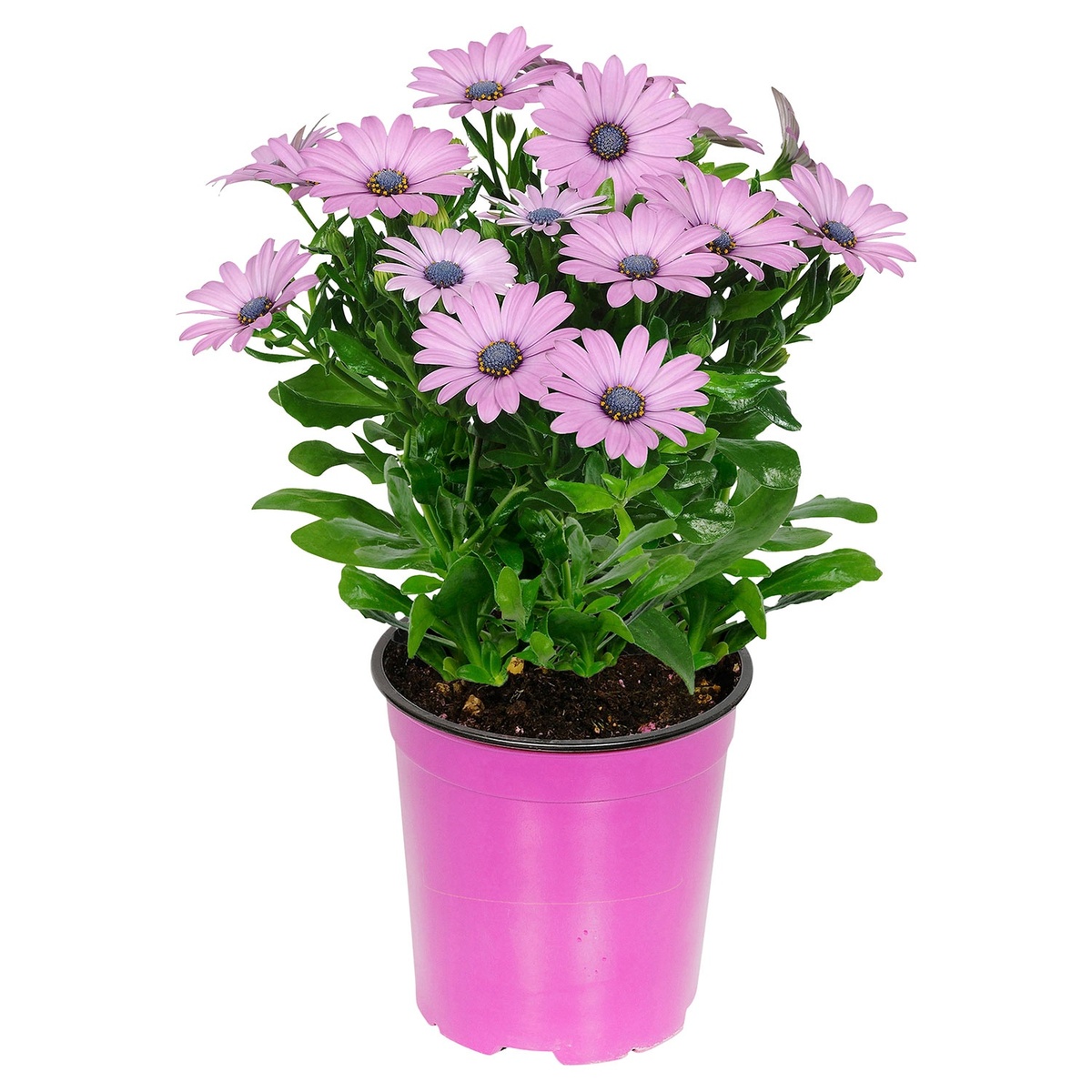 Bild 3 von GARDENLINE Italienischer Blühmix