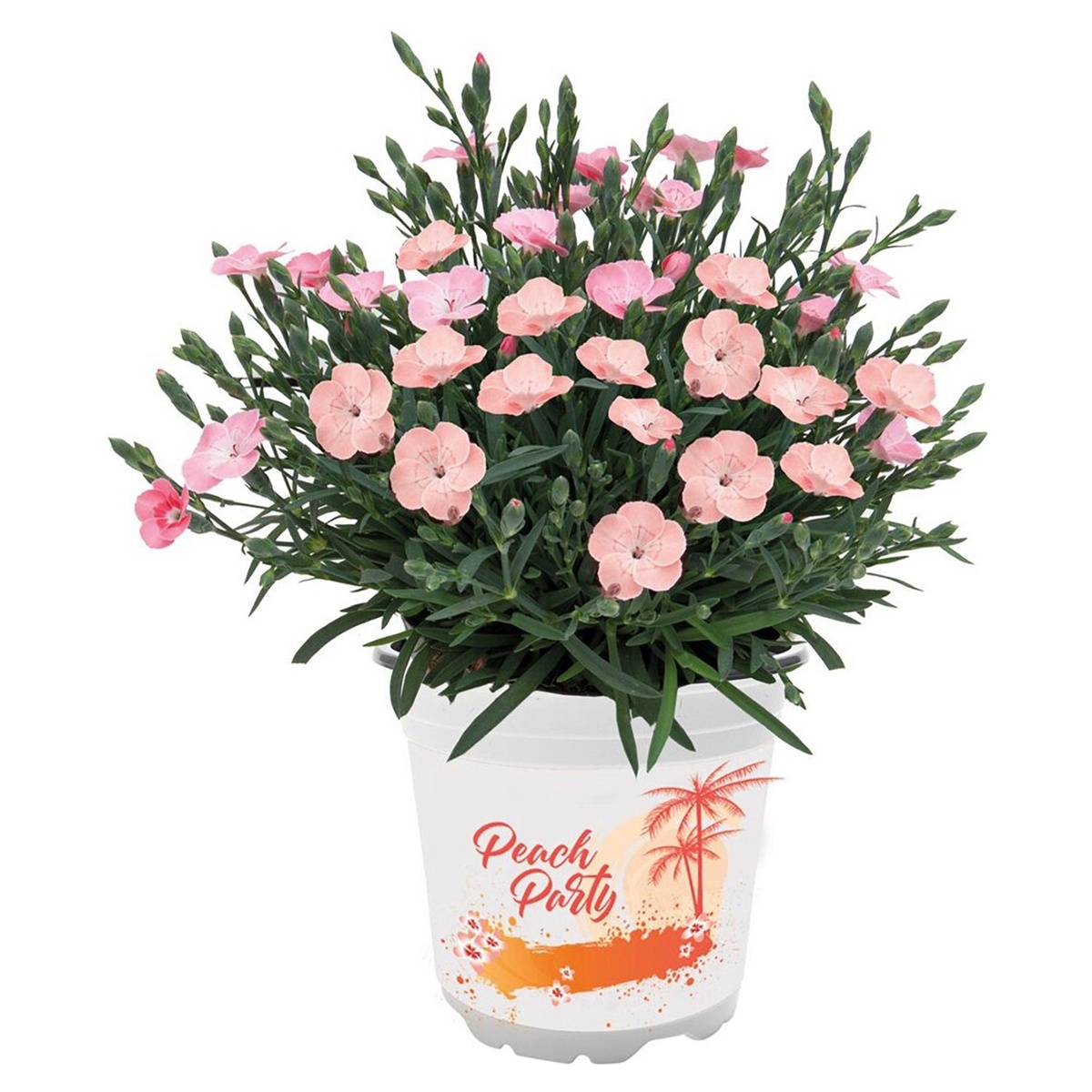 Bild 1 von GARDENLINE Italienischer Blühmix