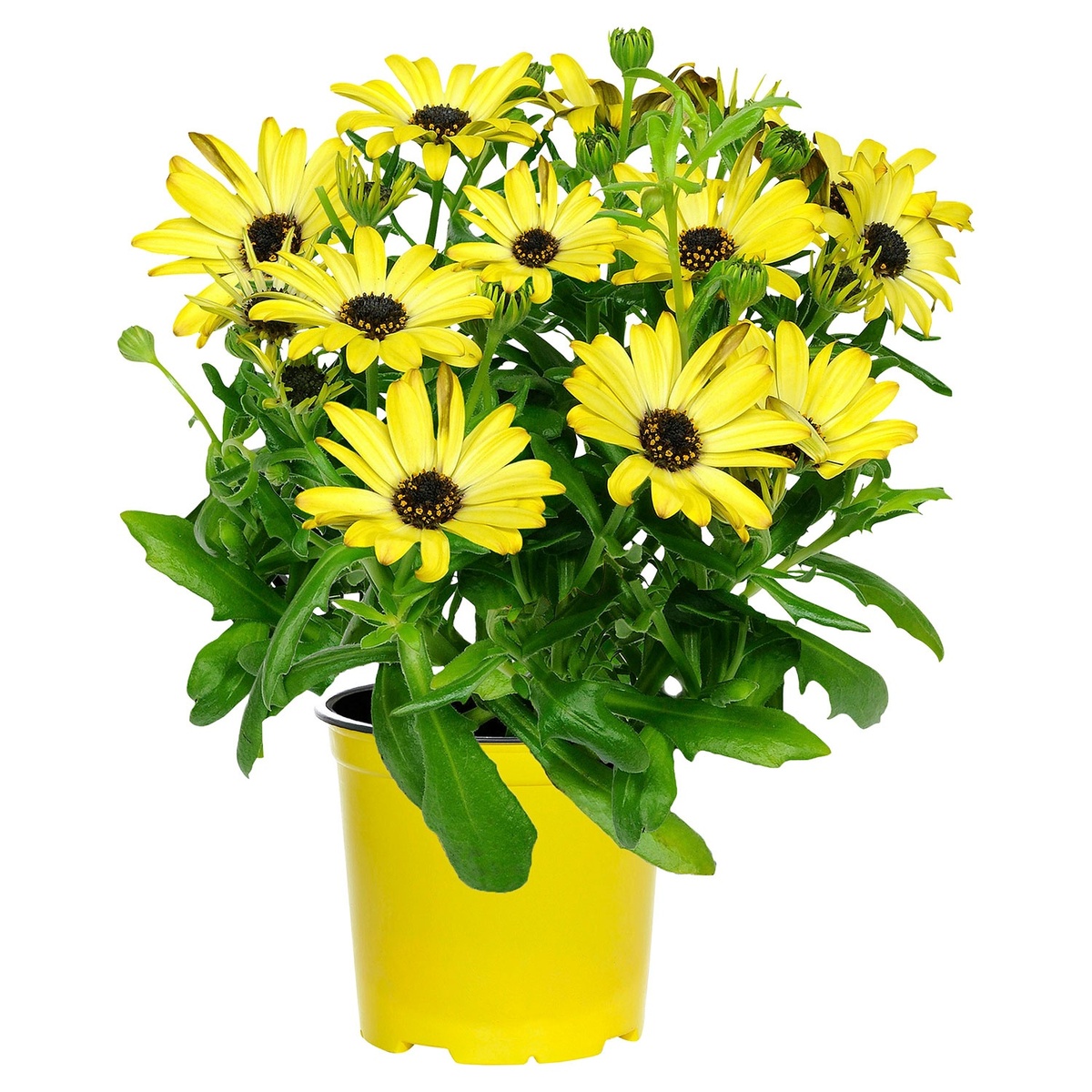 Bild 4 von GARDENLINE Italienischer Blühmix