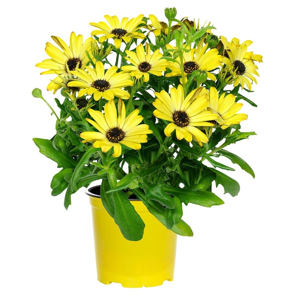 Bild 4 von GARDENLINE Italienischer Blühmix