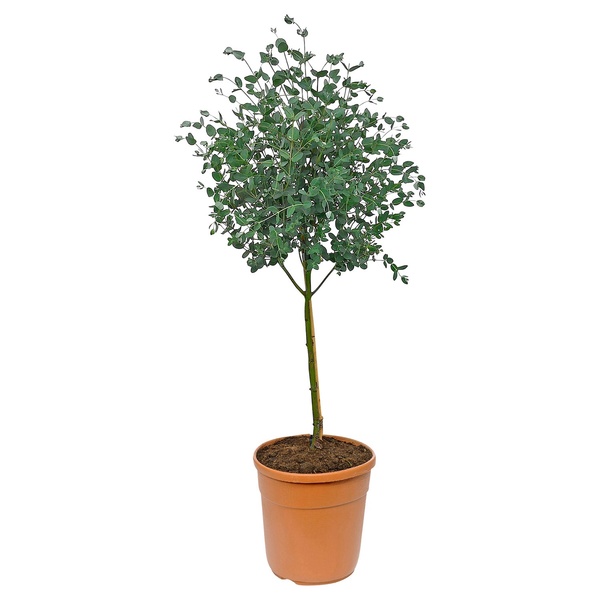 Bild 2 von GARDENLINE Italienische Stämmchen