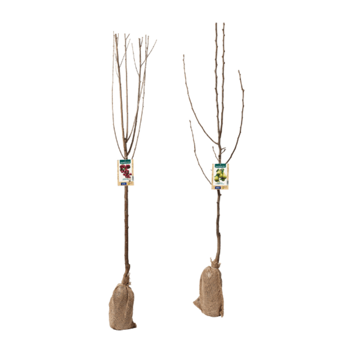 Bild 1 von GARDENLINE Obstbaum