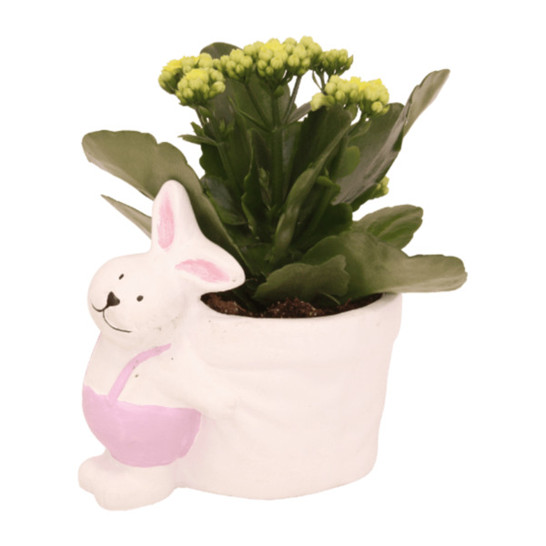 Bild 2 von GARDENLINE Bepflanzte Osterkeramik