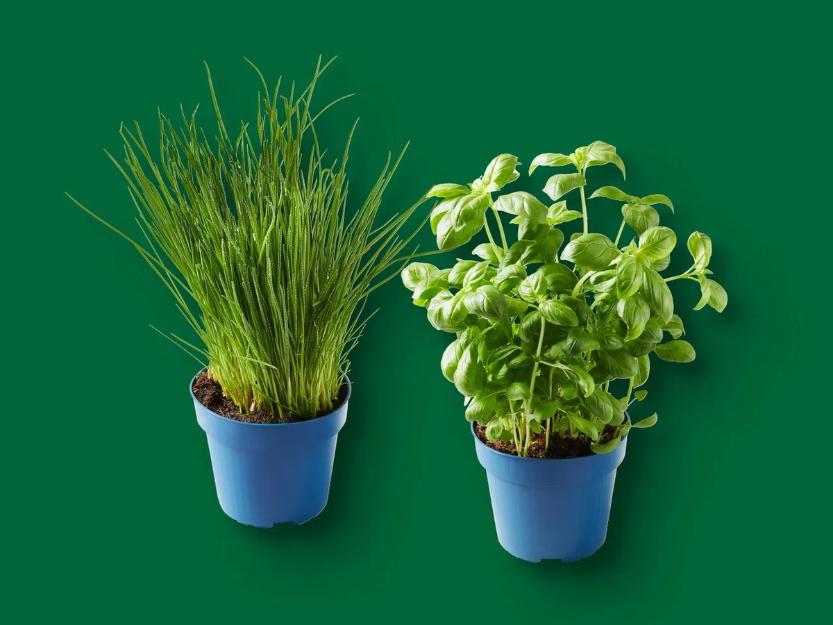 Bild 1 von Bioland Deutsche Topfkräuter, 
         Topf