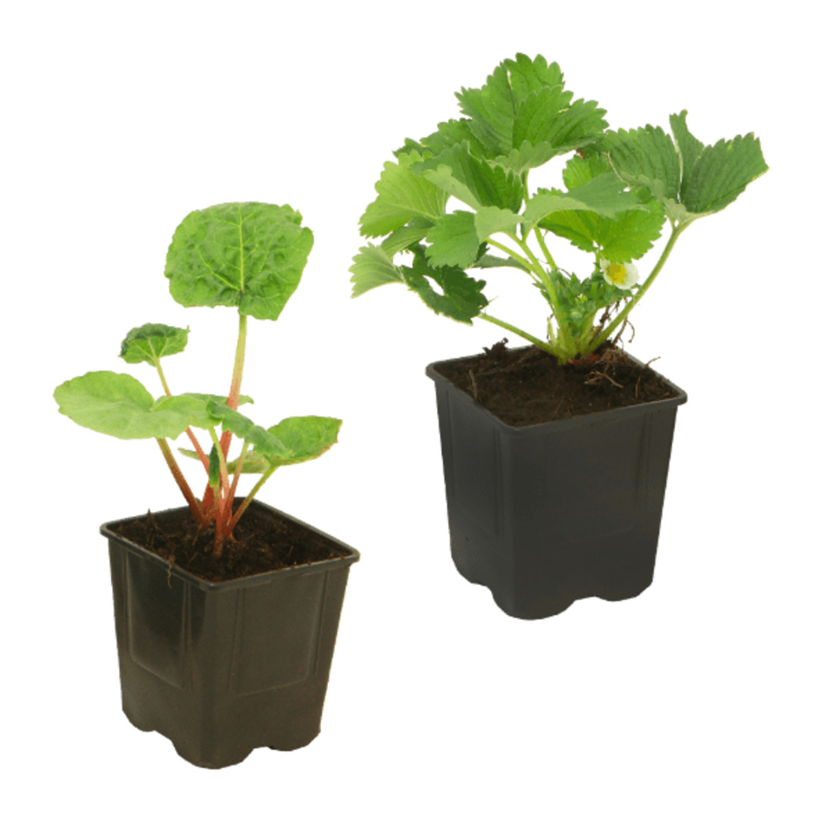 Bild 1 von GARDENLINE Erdbeere / Rhabarber