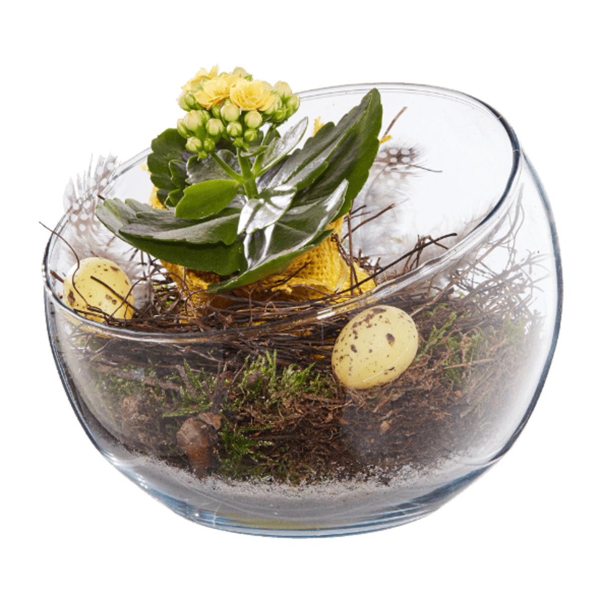 Bild 4 von GARDENLINE Bepflanztes Osterglas