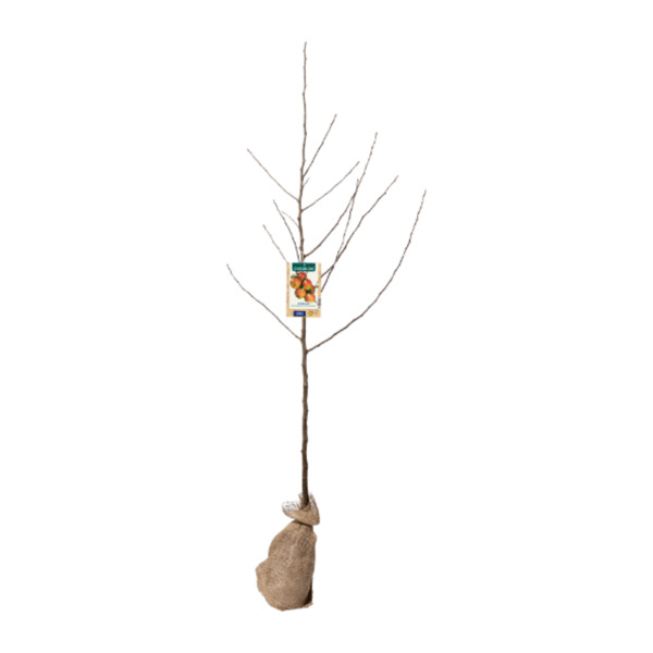 GARDENLINE Obstbaum von ALDI Nord ansehen!
