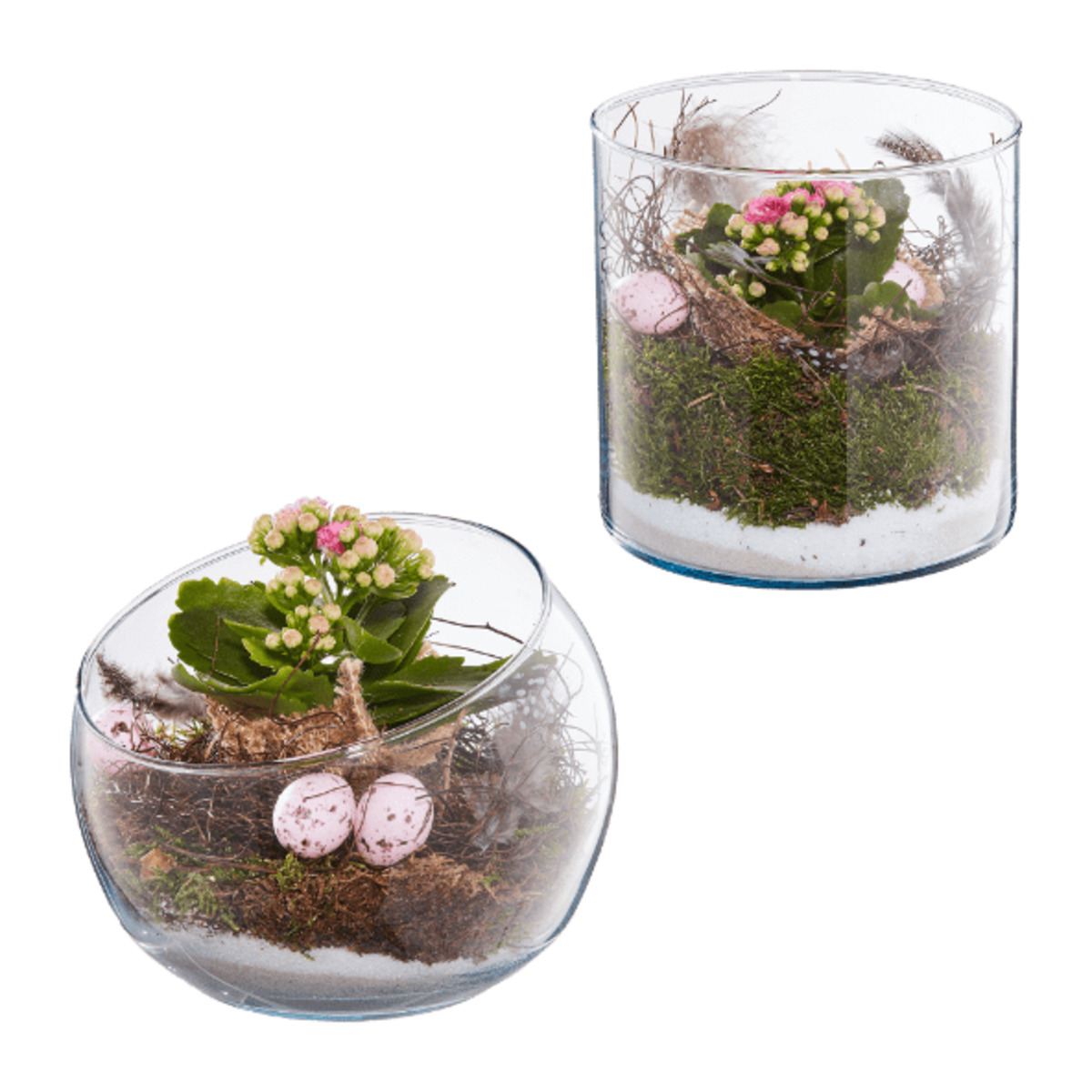 Bild 1 von GARDENLINE Bepflanztes Osterglas