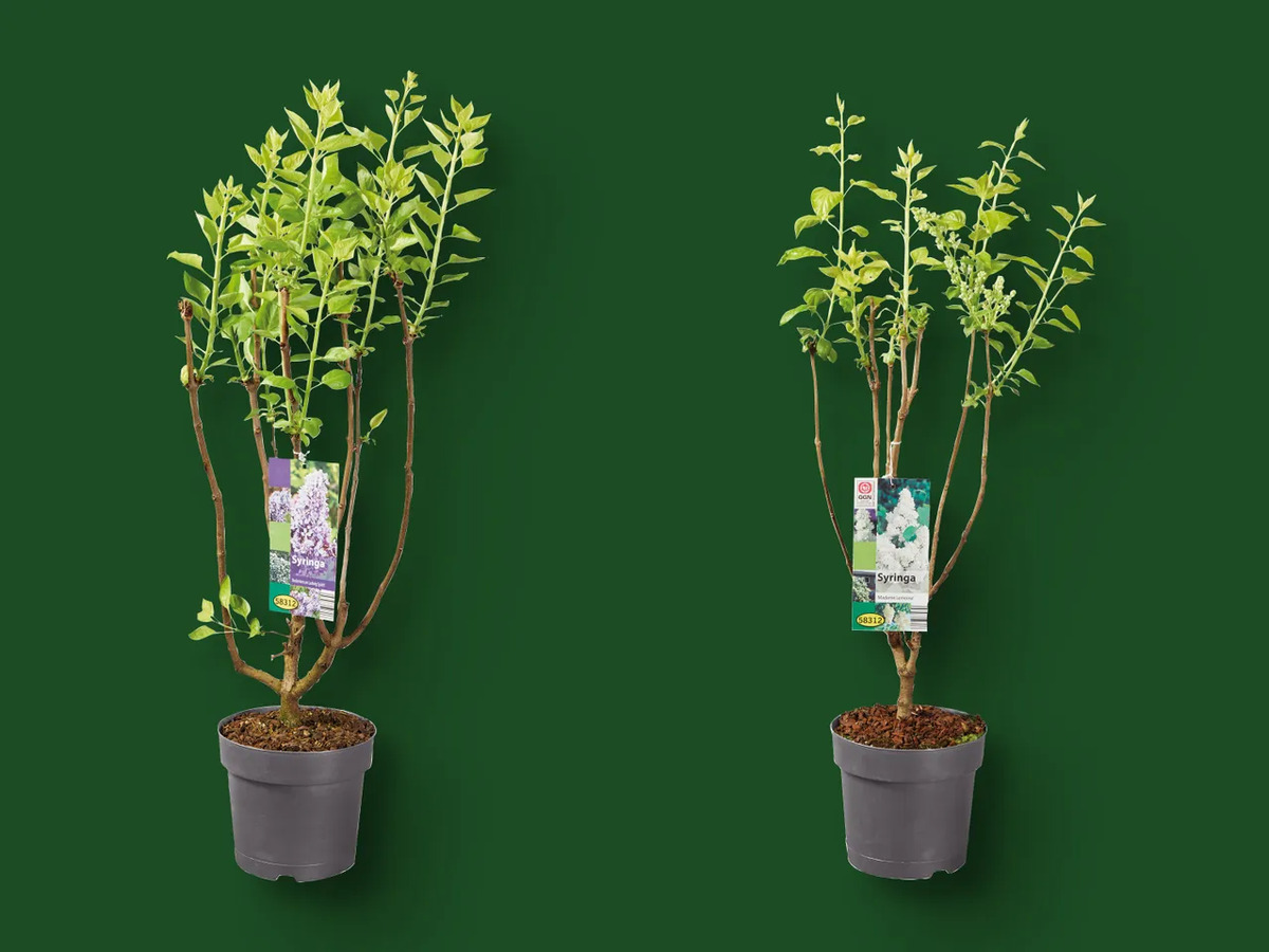 Bild 1 von Flieder (Syringa vulgaris), 
         Topf