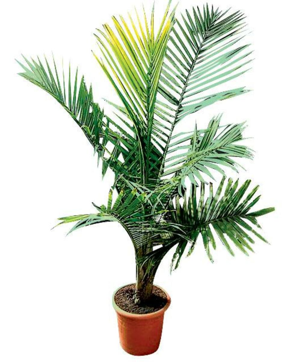 Bild 1 von Dattelpalme