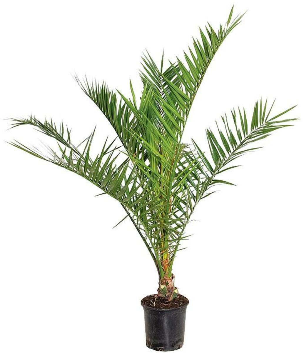 Bild 2 von Dattelpalme