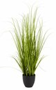 Bild 1 von Kunstpflanze MARKUSFLUE H150cm grünes Gras
