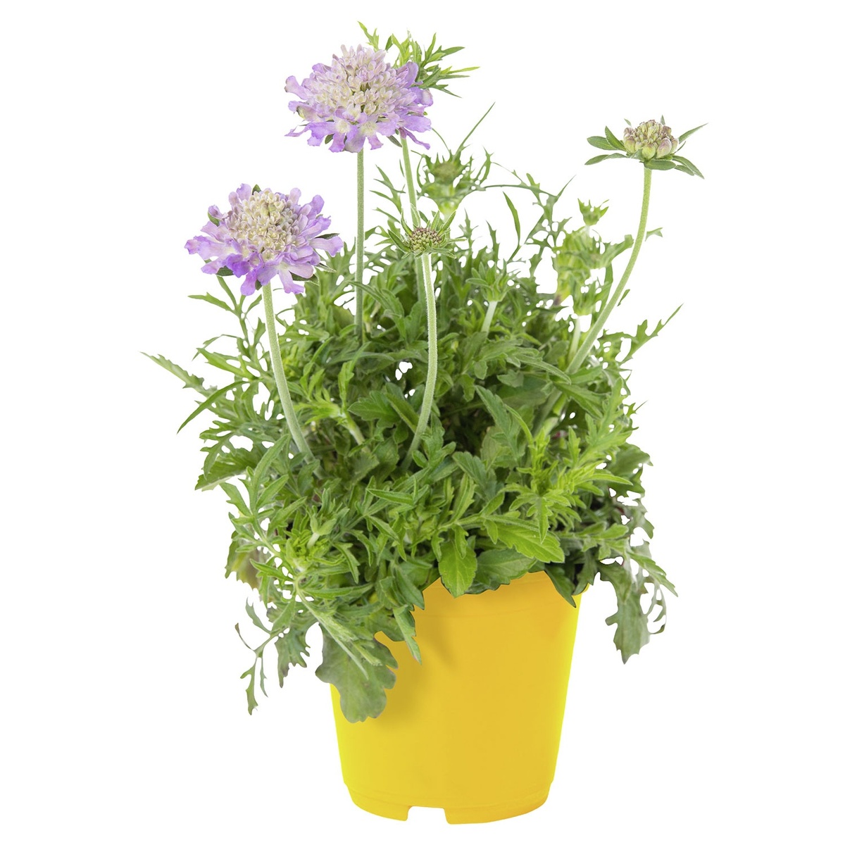 Bild 2 von GARDENLINE Bienenstauden