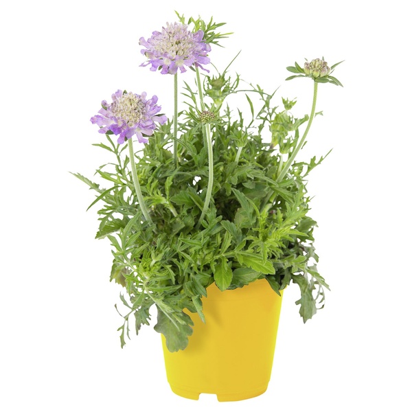 Bild 2 von GARDENLINE Bienenstauden