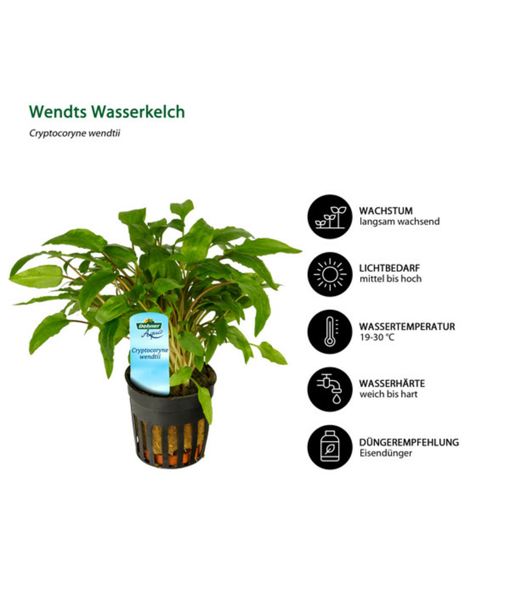 Bild 4 von Dehner Aqua Premium Aquarienpflanzen-Set Cryptocorynen-Mix, 10-teilig