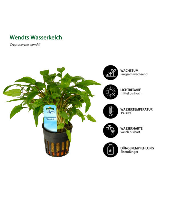 Bild 4 von Dehner Aqua Premium Aquarienpflanzen-Set Cryptocorynen-Mix, 10-teilig