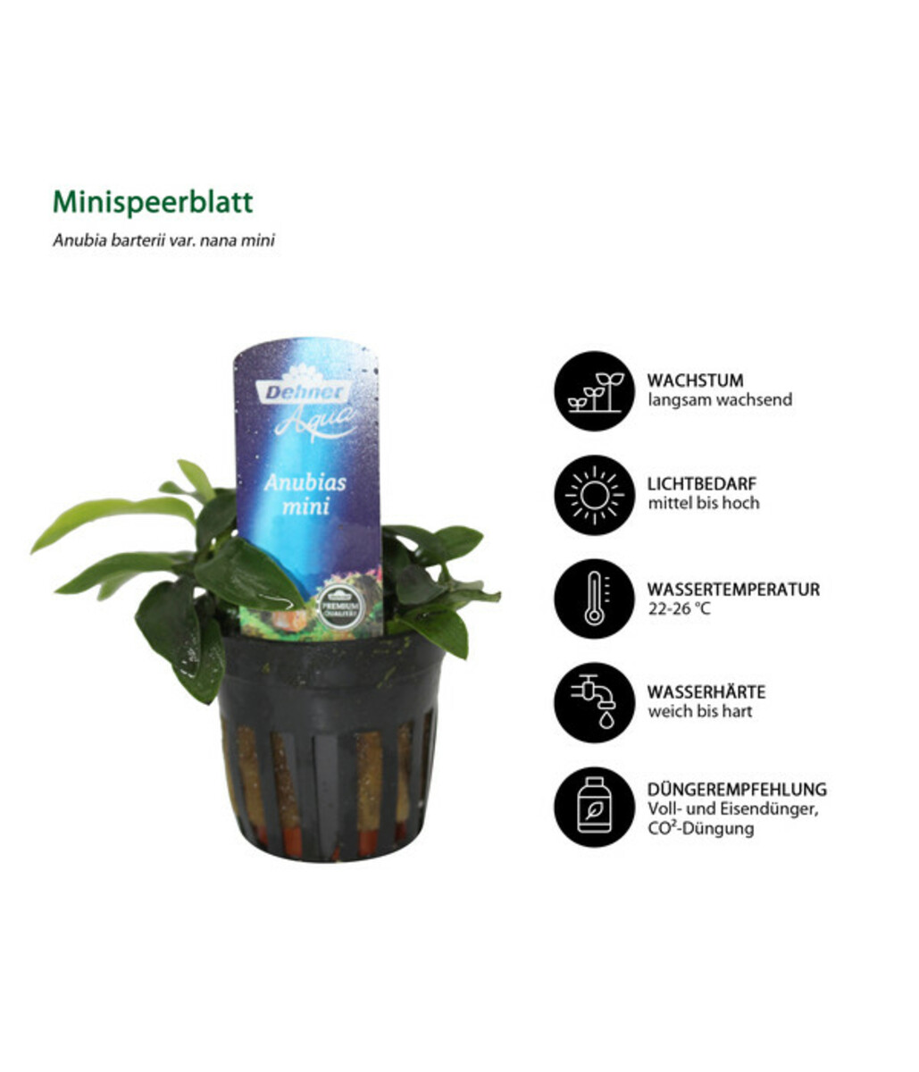 Bild 3 von Dehner Aqua Aquarienpflanzen-Set für Nano-Aquarien, 10-teilig