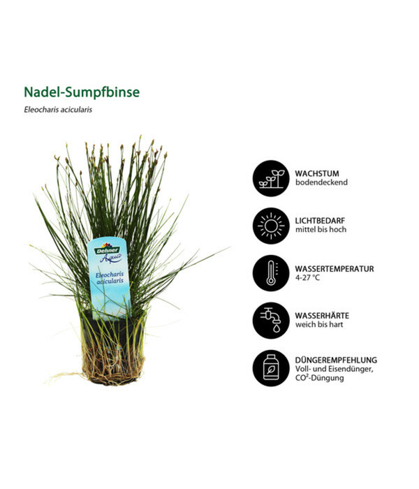 Bild 2 von Dehner Aqua Aquarienpflanzen-Set für Nano-Aquarien, 10-teilig