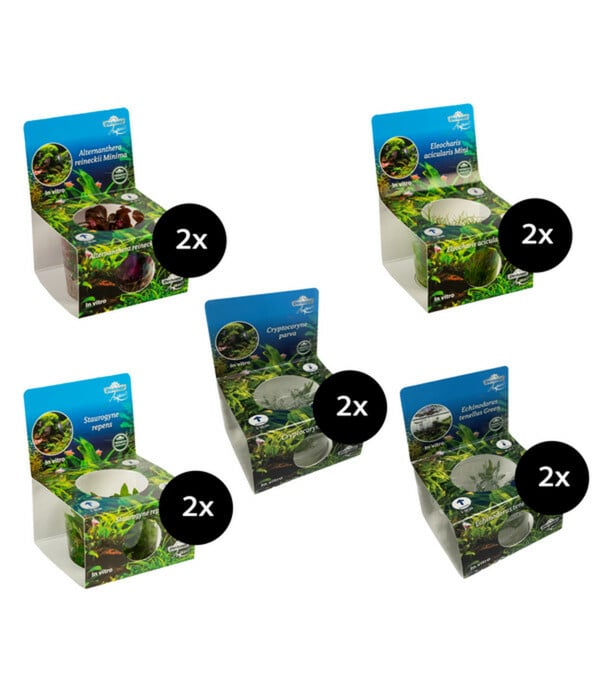 Bild 1 von Dehner Aqua Premium Aquarienpflanzen-Set Vordergrund- & Bodendeckerpflanzen In vitro, 10-teilig