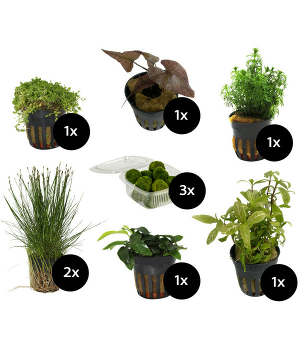 Bild 1 von Dehner Aqua Aquarienpflanzen-Set für Nano-Aquarien, 10-teilig