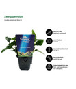 Bild 3 von Dehner Aqua Premium Aquarienpflanzen-Set für Dehner Aqua Premium ProLine 100, 31-teilig