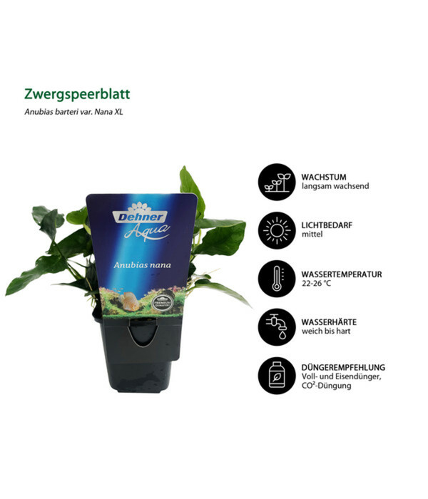 Bild 3 von Dehner Aqua Premium Aquarienpflanzen-Set für Dehner Aqua Premium ProLine 100, 31-teilig