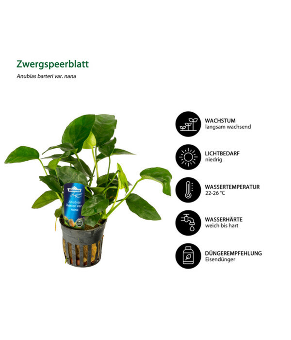 Bild 3 von Dehner Aqua Premium Aquarienpflanzen-Set für Dehner Aqua Start 60, 10-teilig