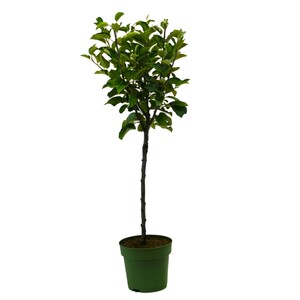 Bio Apfelbaum Terassenobst  Ø 23 cm