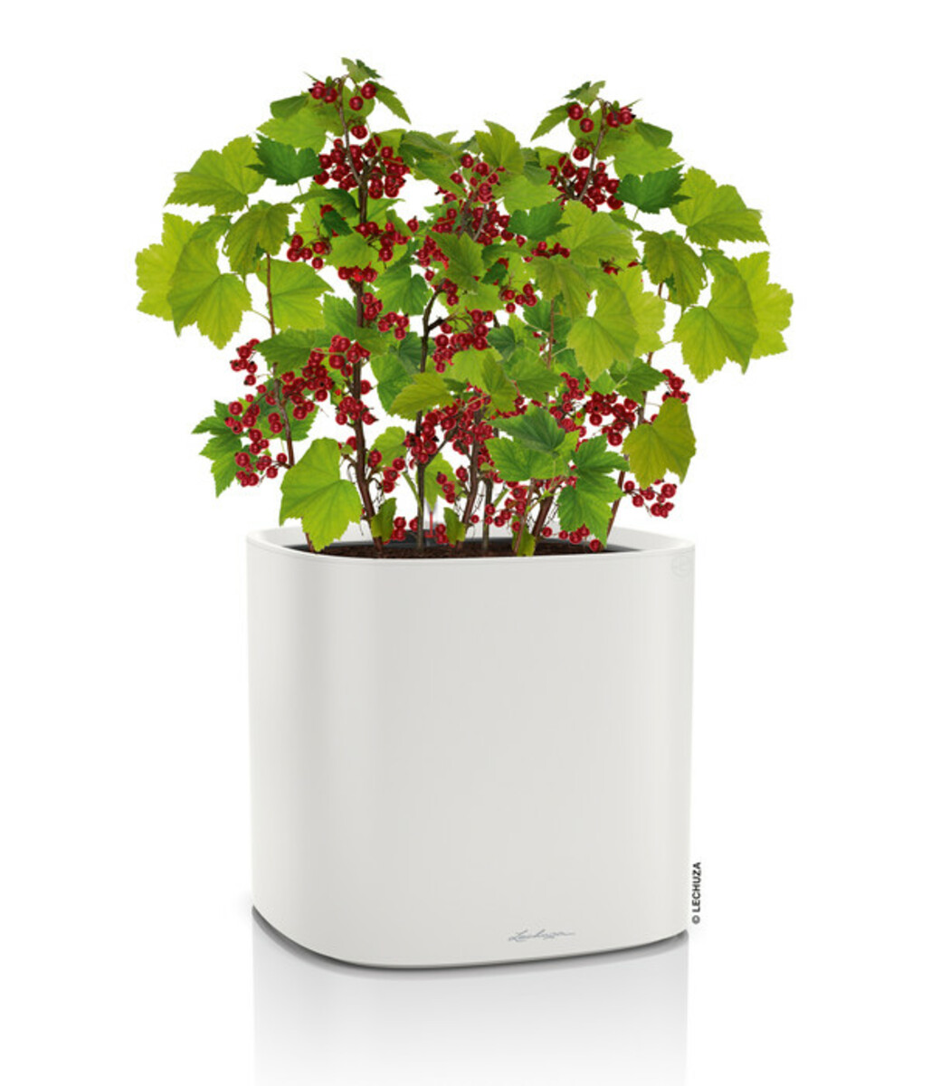 Bild 2 von LECHUZA® Kunststoff-Topf Pila Color Planter, rund, ca. Ø35/H33 cm