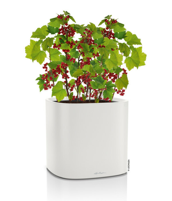 Bild 2 von LECHUZA® Kunststoff-Topf Pila Color Planter, rund, ca. Ø35/H33 cm