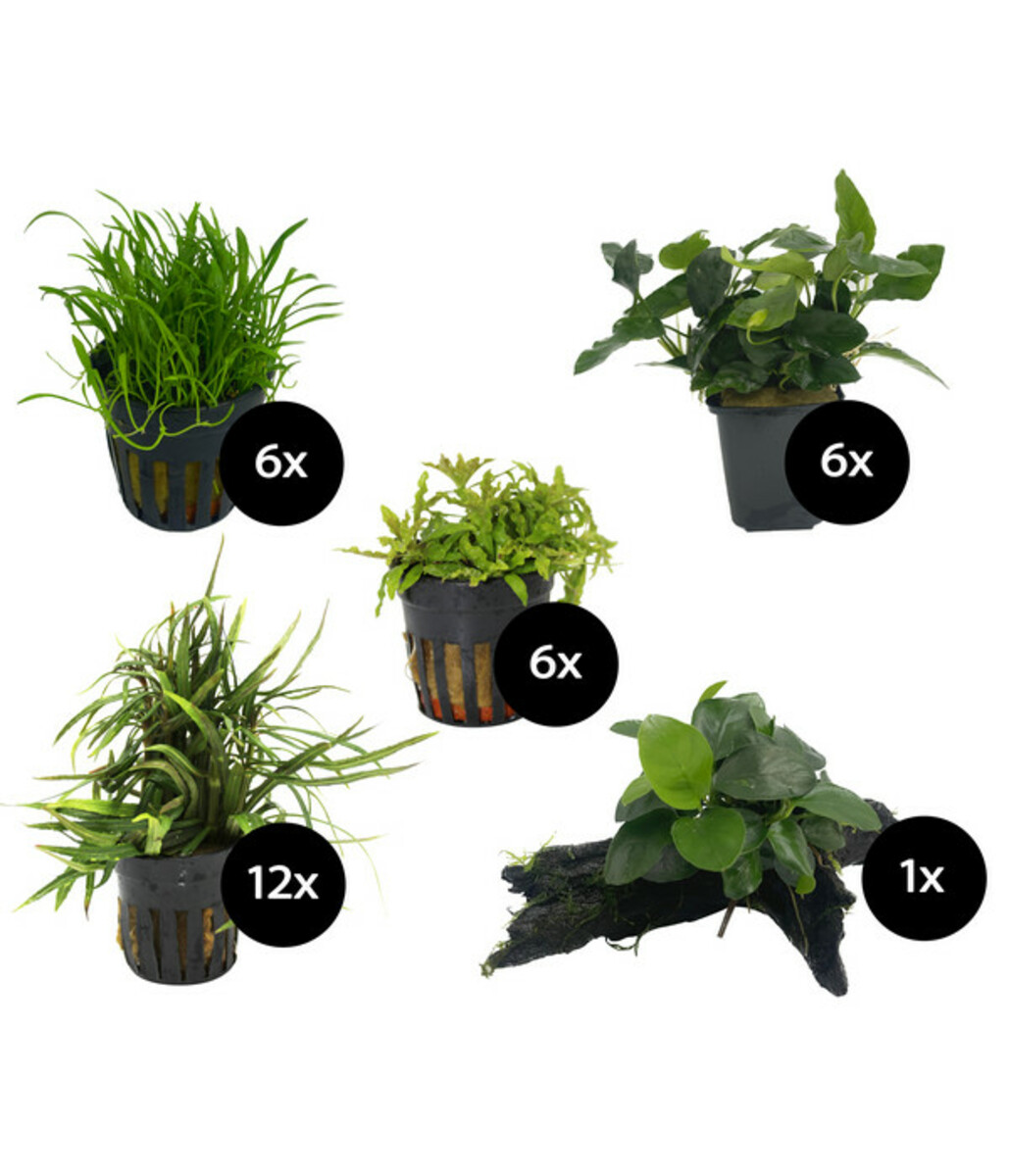 Bild 1 von Dehner Aqua Premium Aquarienpflanzen-Set für Dehner Aqua Premium ProLine 100, 31-teilig
