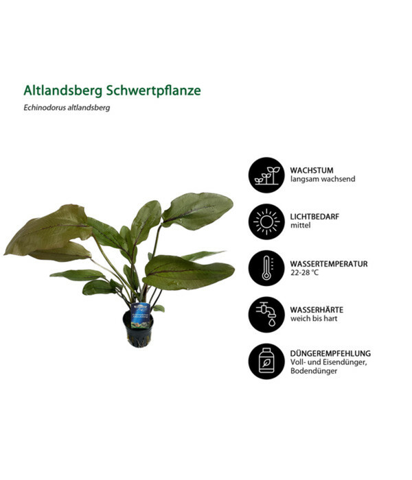 Bild 4 von Dehner Aqua Premium Aquarienpflanzen-Set Echinodorus-Mix, 8-teilig